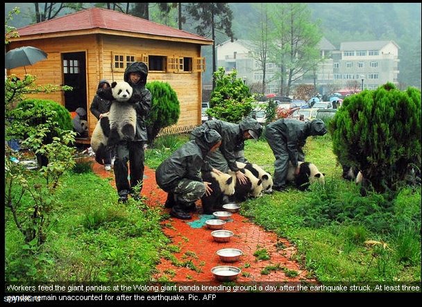 После землетрясения в Китае. Спасение пандят