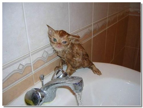 Мокрые коты (10 фото)