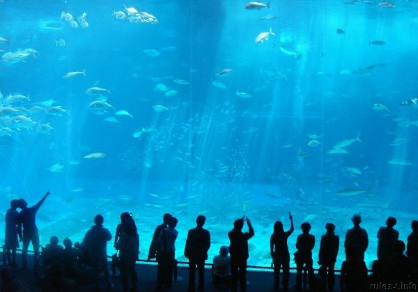 Хочу там побывать!:) Гигантский аквариум!