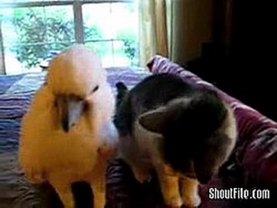 Попугай и кот - верные друзья