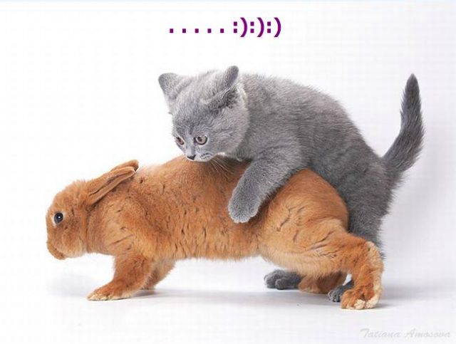 Про кота и кролика (17 фото)