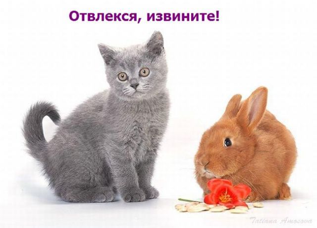 Про кота и кролика (17 фото)