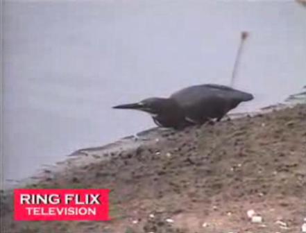 Как рыбачит птица
