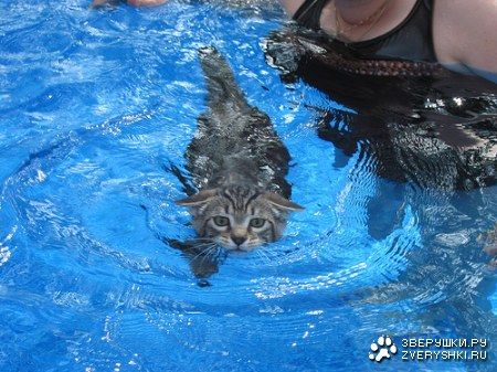 Кошки в воде (16 фото)