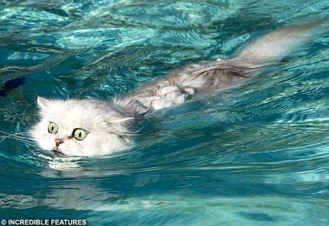Кошки в воде (16 фото)