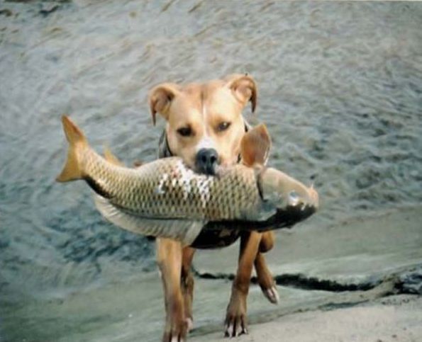 Собака-рыболов