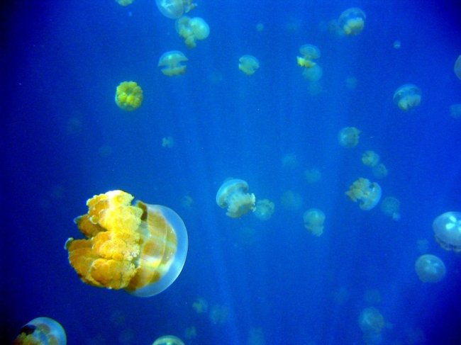 Палау - озеро медуз