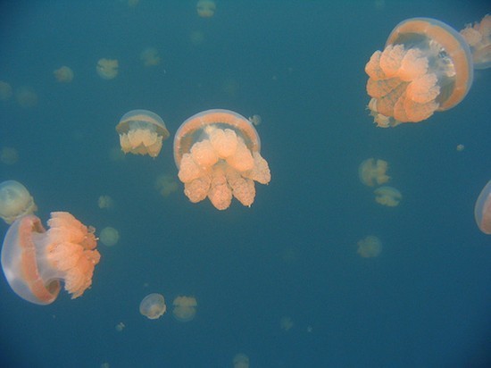 Палау - озеро медуз