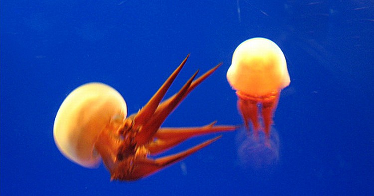 Медузы (10 фото)