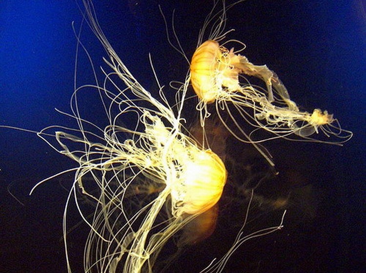 Медузы (10 фото)