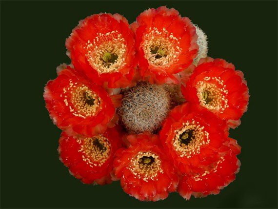 Цветение кактусов