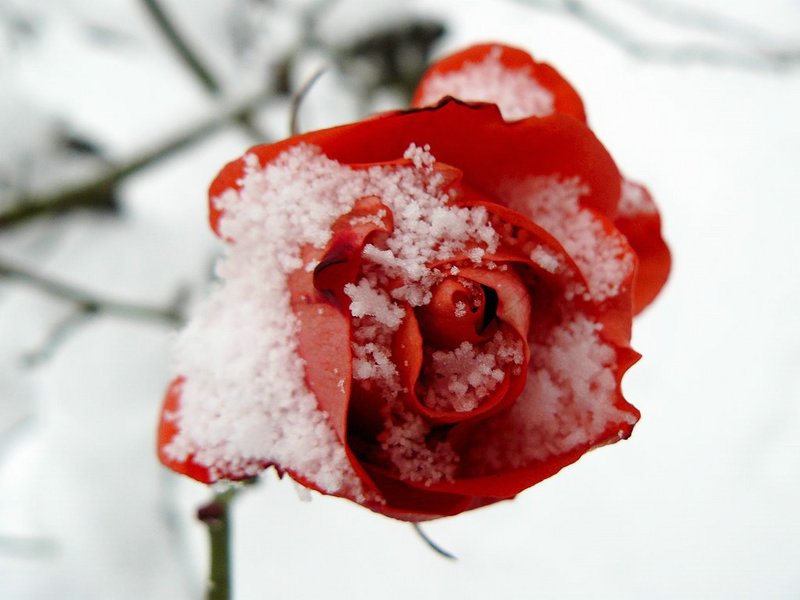 Розы в снегу
