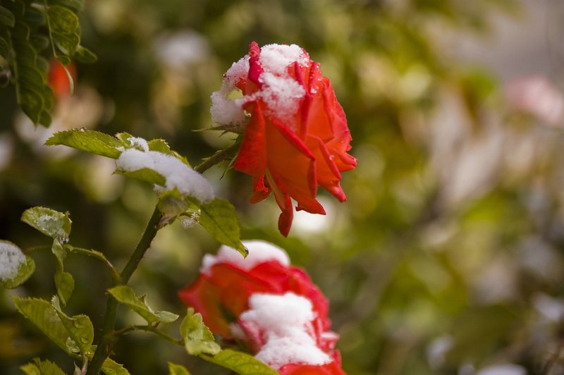 Розы в снегу