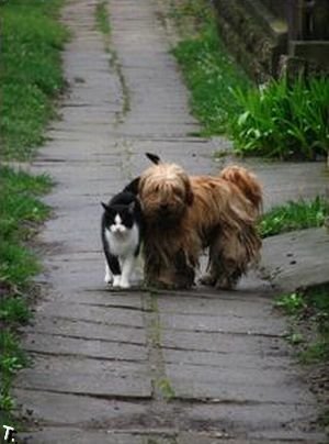 Кооот, а кот, пойдем гулять?!