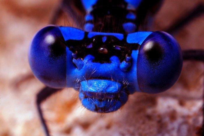 Макросъемка глаз насекомых
