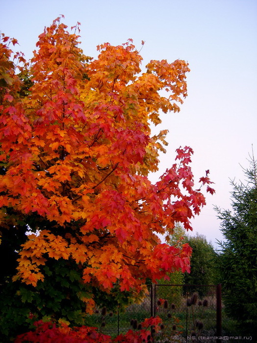 Осень (31 фото)