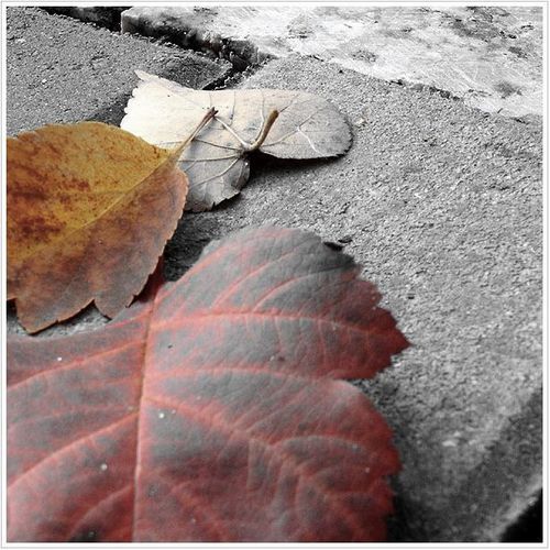 Осень (31 фото)
