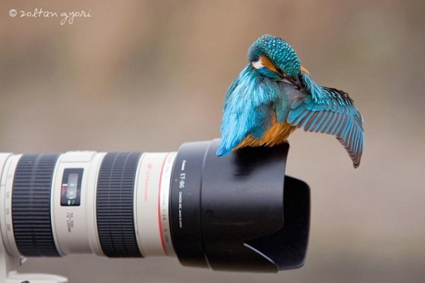 Животные-фотографы (30 фото)