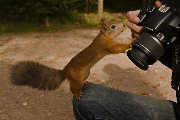 Животные-фотографы (30 фото)