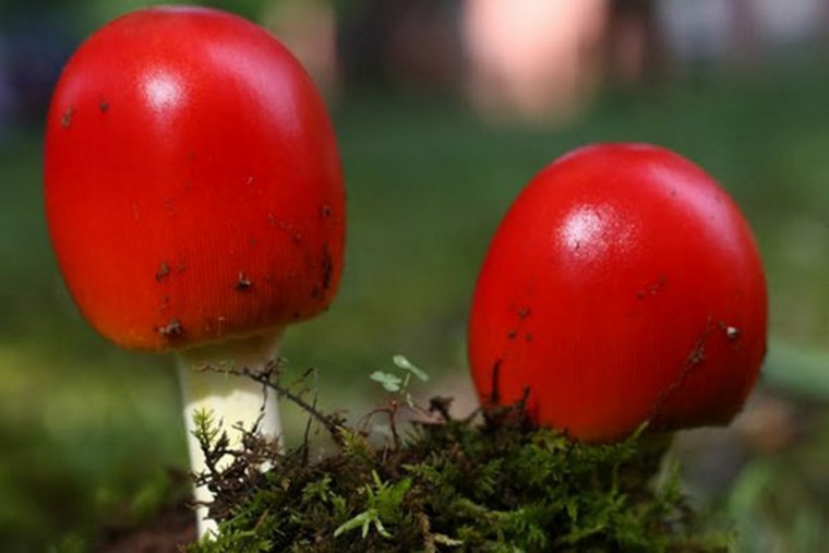 Цветастые грибы