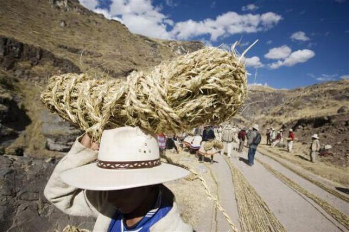 Мост из травы в Перу