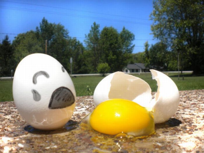Жизнь яиц