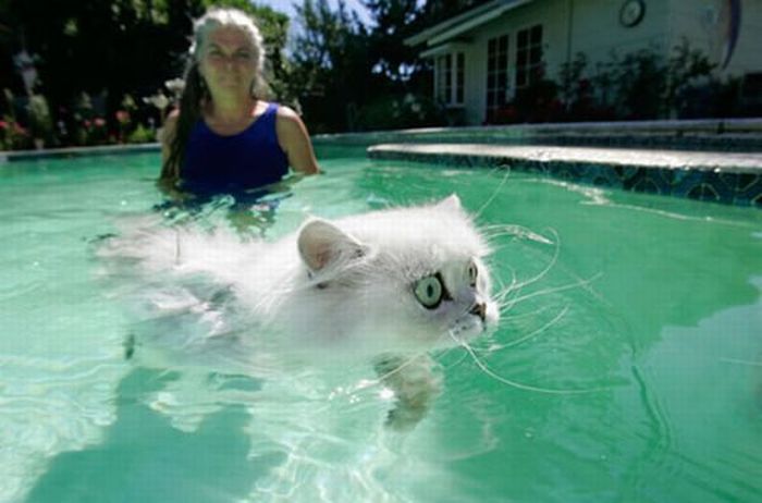 Плавающие коты