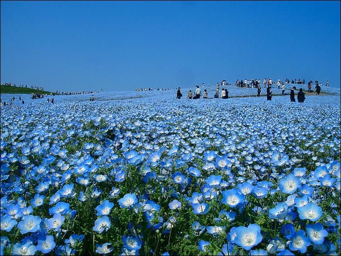 Цветущий японский национальный парк Хитачи