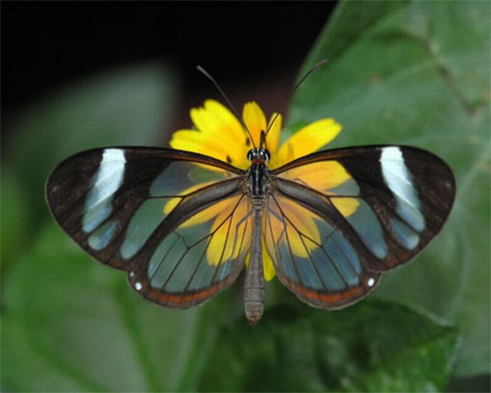 Бабочки с прозрачными крыльями