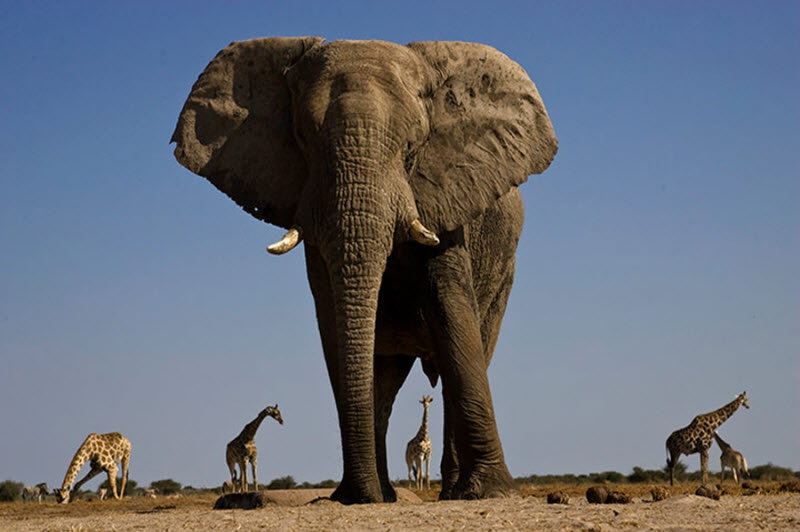 Африканские слоны (9 фото)