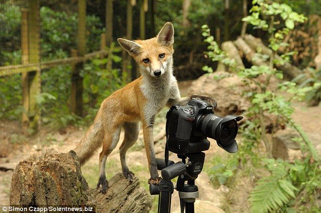 Фотокамера и любопытная лиса