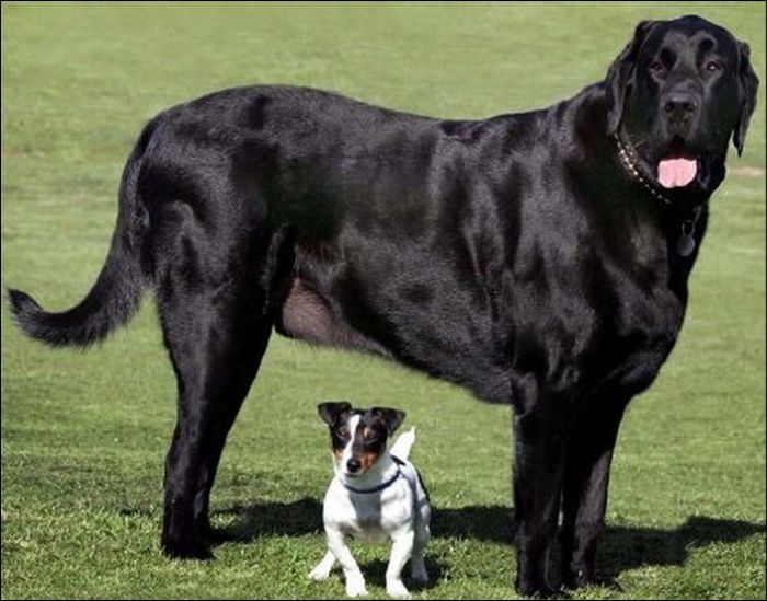 Большие собаки (19 фото)