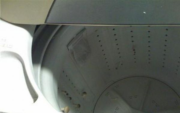 Грибы выросли в...стиральной машине