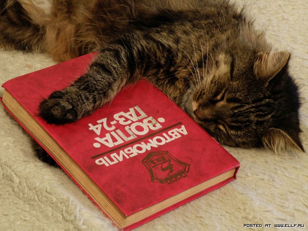 Коты с книжками