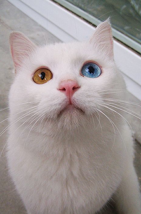 Прикольный кот с разным цветом глаз