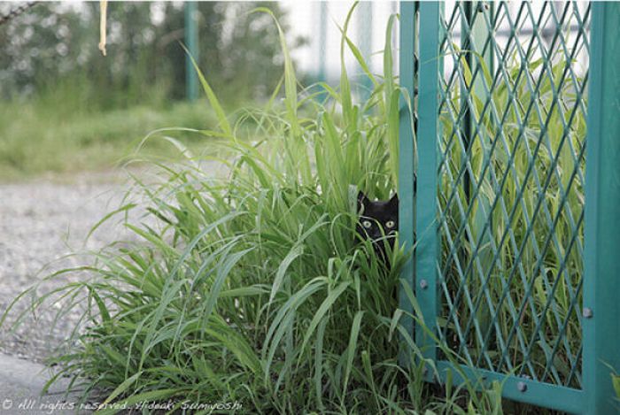 http://www.rulez-t.info/uploads/posts/2011-01/1295356448_sneaky_kitties_30.jpg