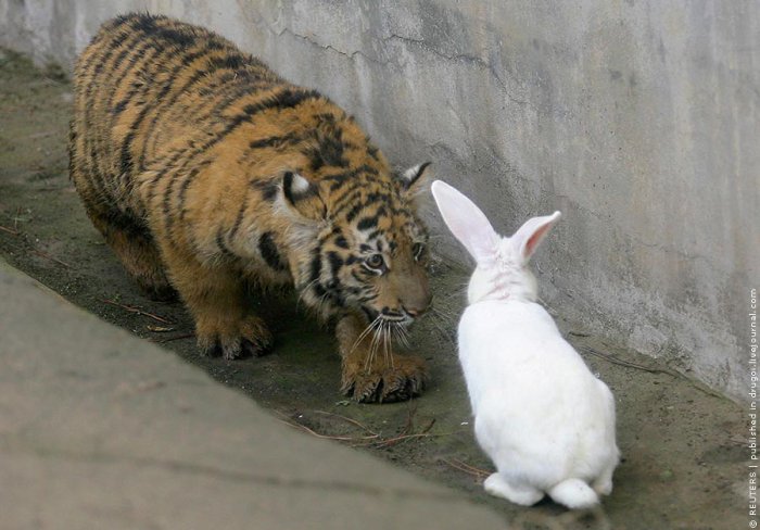 Кролик подружился с тигром
