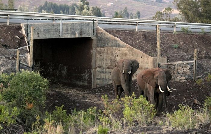 Подземный переход для слонов