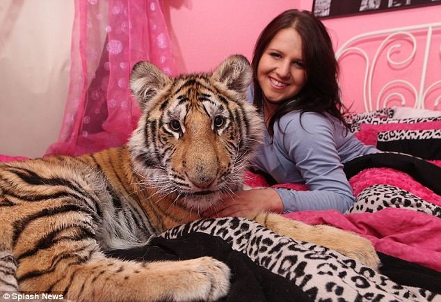 В постели с тигром