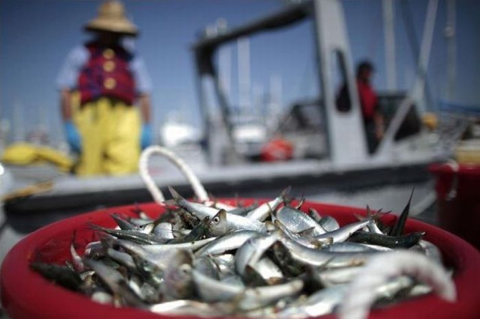 Массовая гибель рыбы в Калифорнии