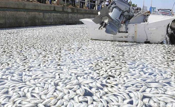 Массовая гибель рыбы в Калифорнии