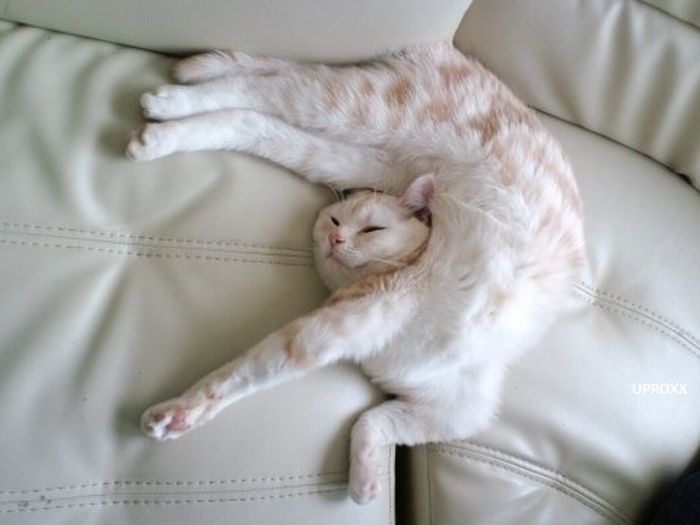 http://www.rulez-t.info/uploads/posts/2011-04/1303398075_funny_poses_of_chillin_cats_28.jpg