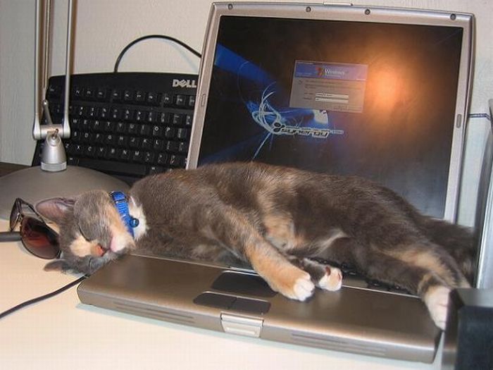 http://www.rulez-t.info/uploads/posts/2011-04/1303398111_funny_poses_of_chillin_cats_26.jpg