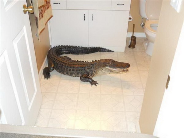 Крокодил зашел в гости