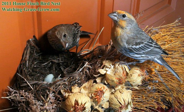 Птицы свили гнездо в рождественском венке