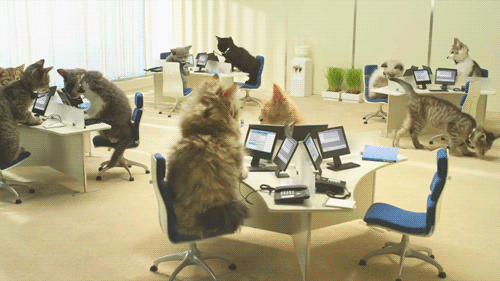 http://www.rulez-t.info/uploads/posts/2011-12/1323450867_the_definitive_collection_of_cat_46.gif