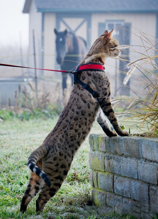 Это Trouble - самый длинный в мире кот