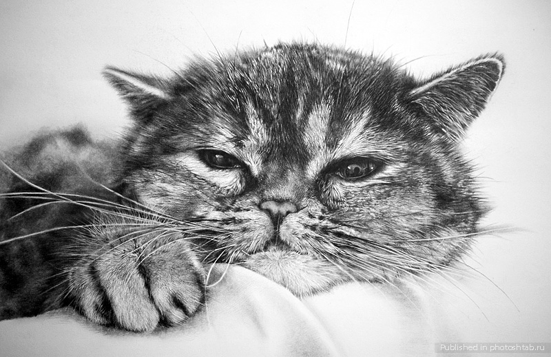 Рисунки котов от Paul Lung