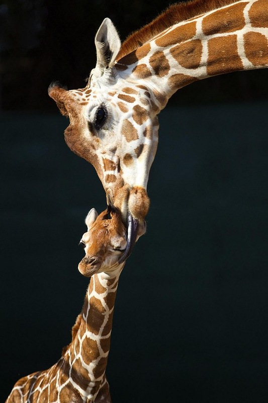Первый детеныш жирафа в 2012 году. Зоопарк Тампа Бэй