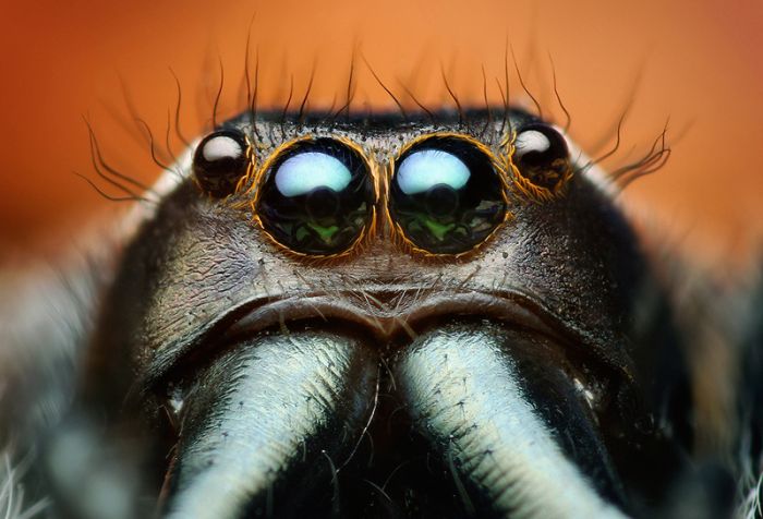 Макрофотографии насекомых от Томаса Шахана